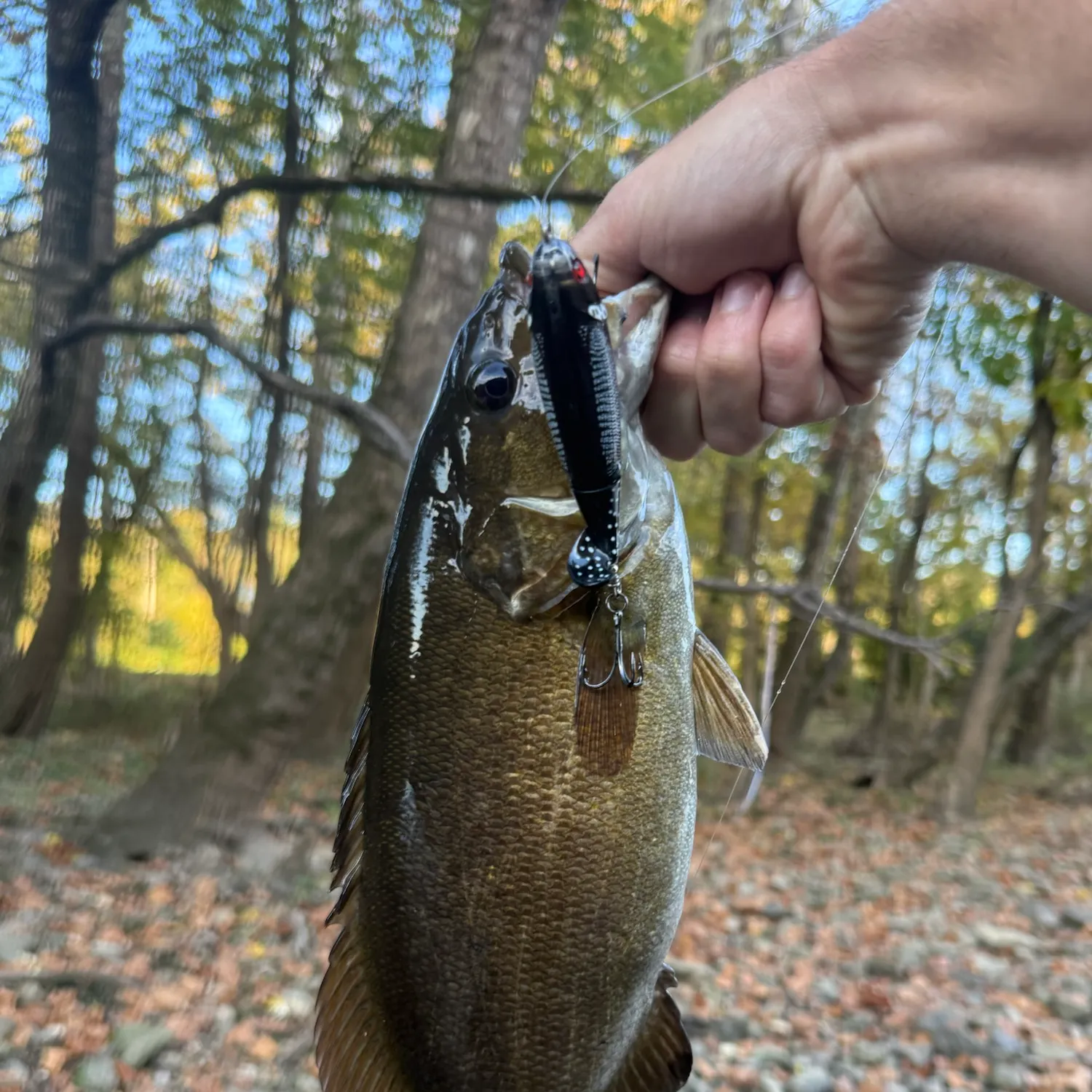 Smallmouth bass caught on Fishbrain