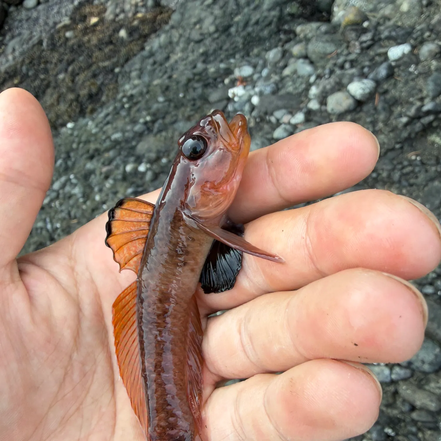 The most recent Blackeye goby catches on Fishbrain