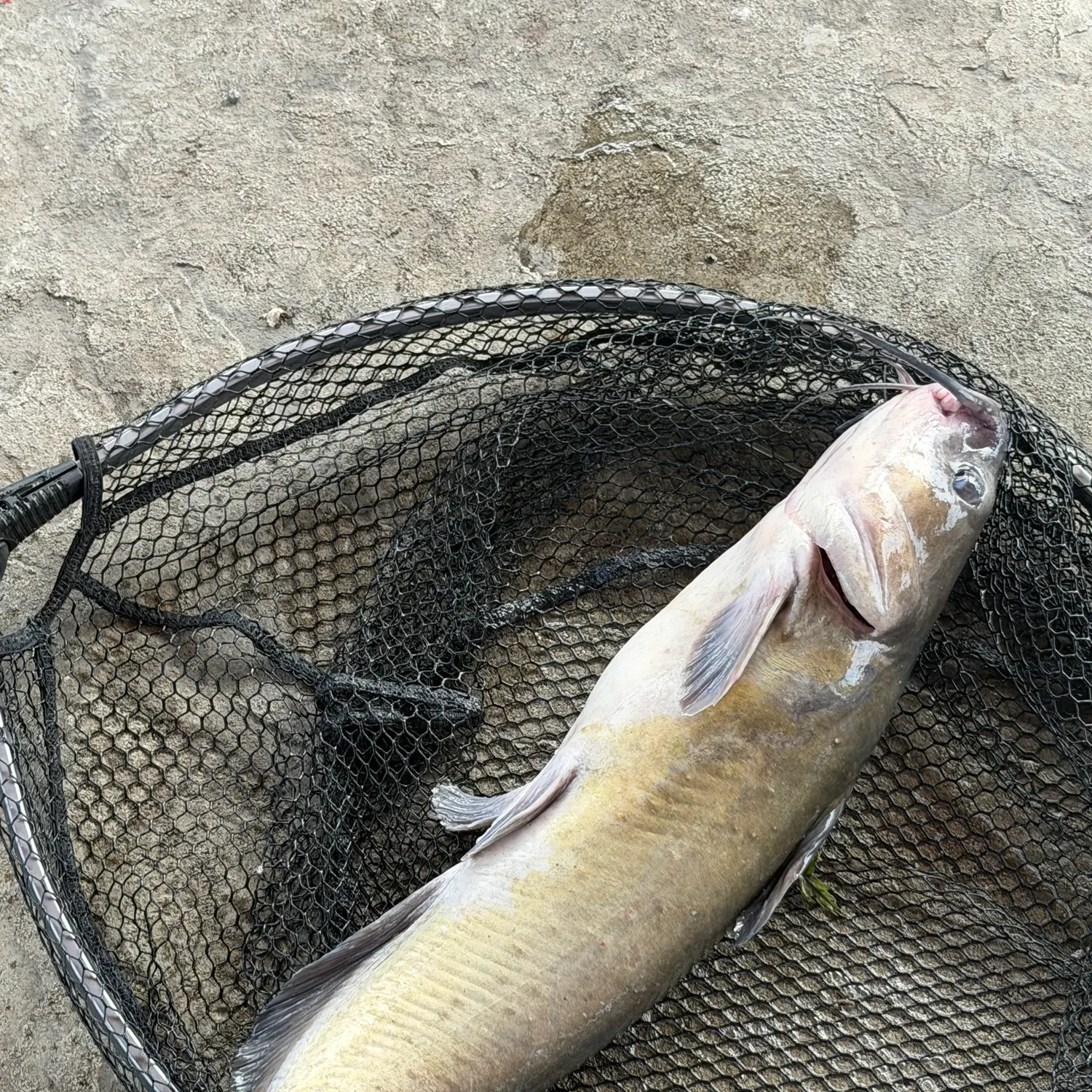 Channel catfish caught on Fishbrain