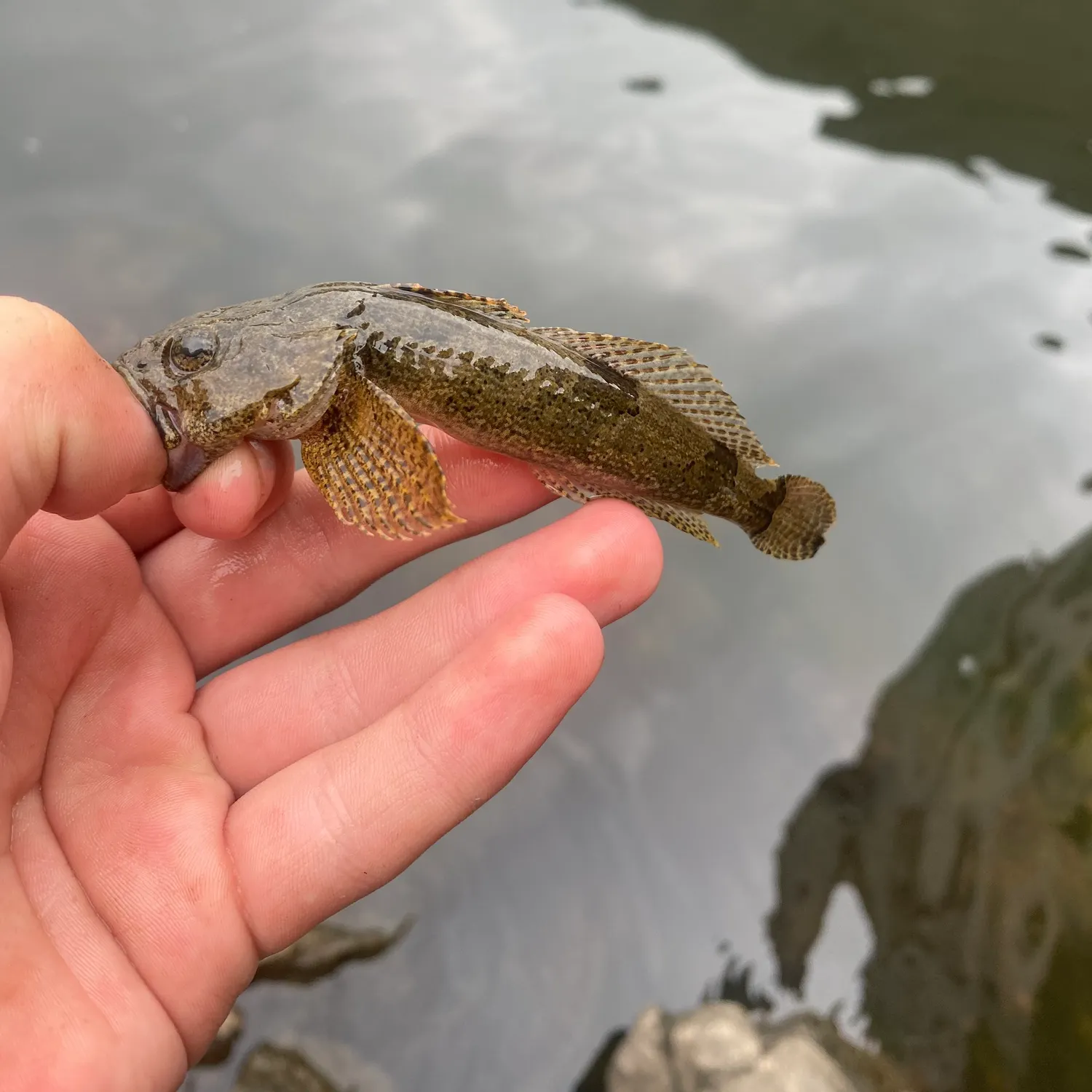 The most recent Slimy sculpin catches on Fishbrain
