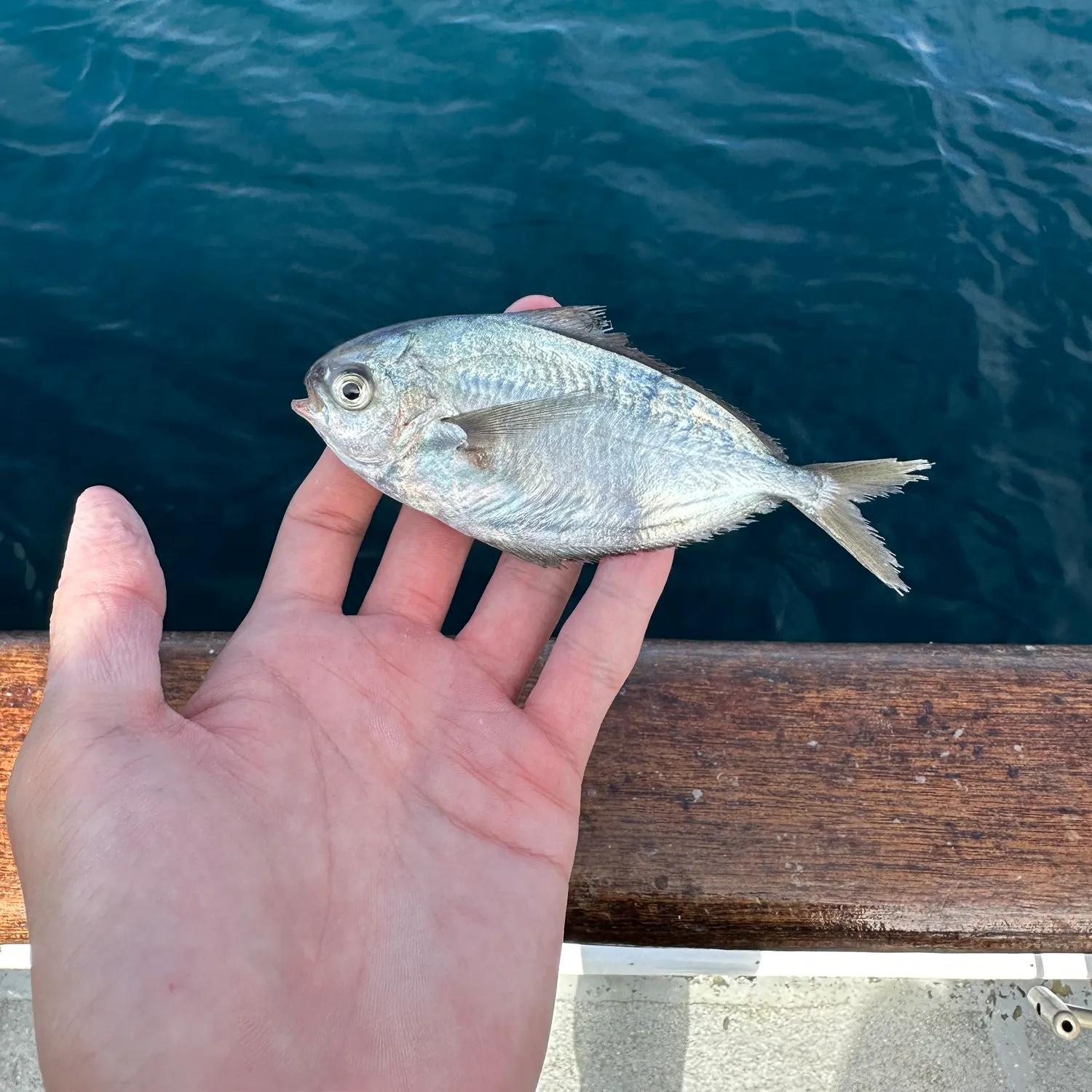 The most recent Pacific pompano catches on Fishbrain
