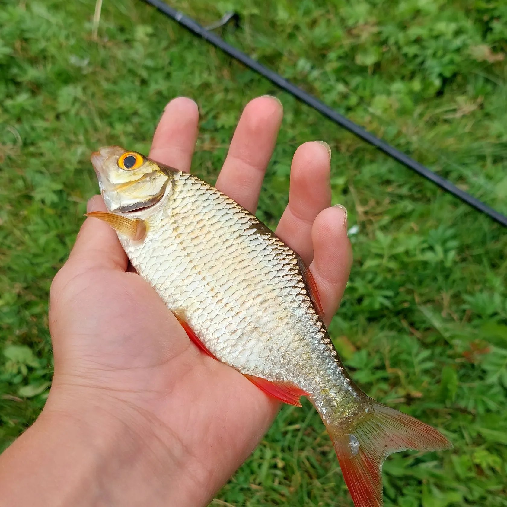 Common rudd caught on Fishbrain