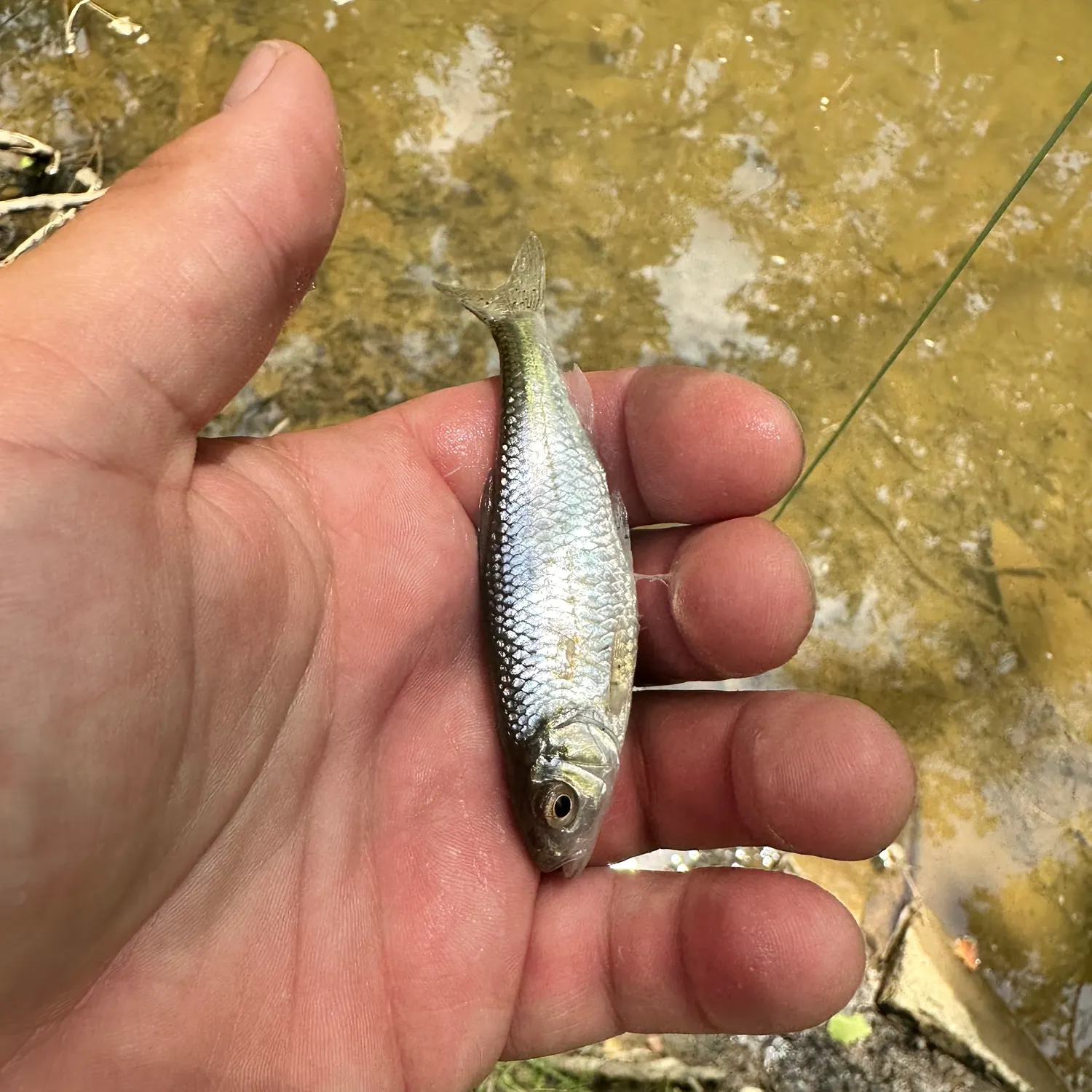 The most recent Striped shiner catches on Fishbrain