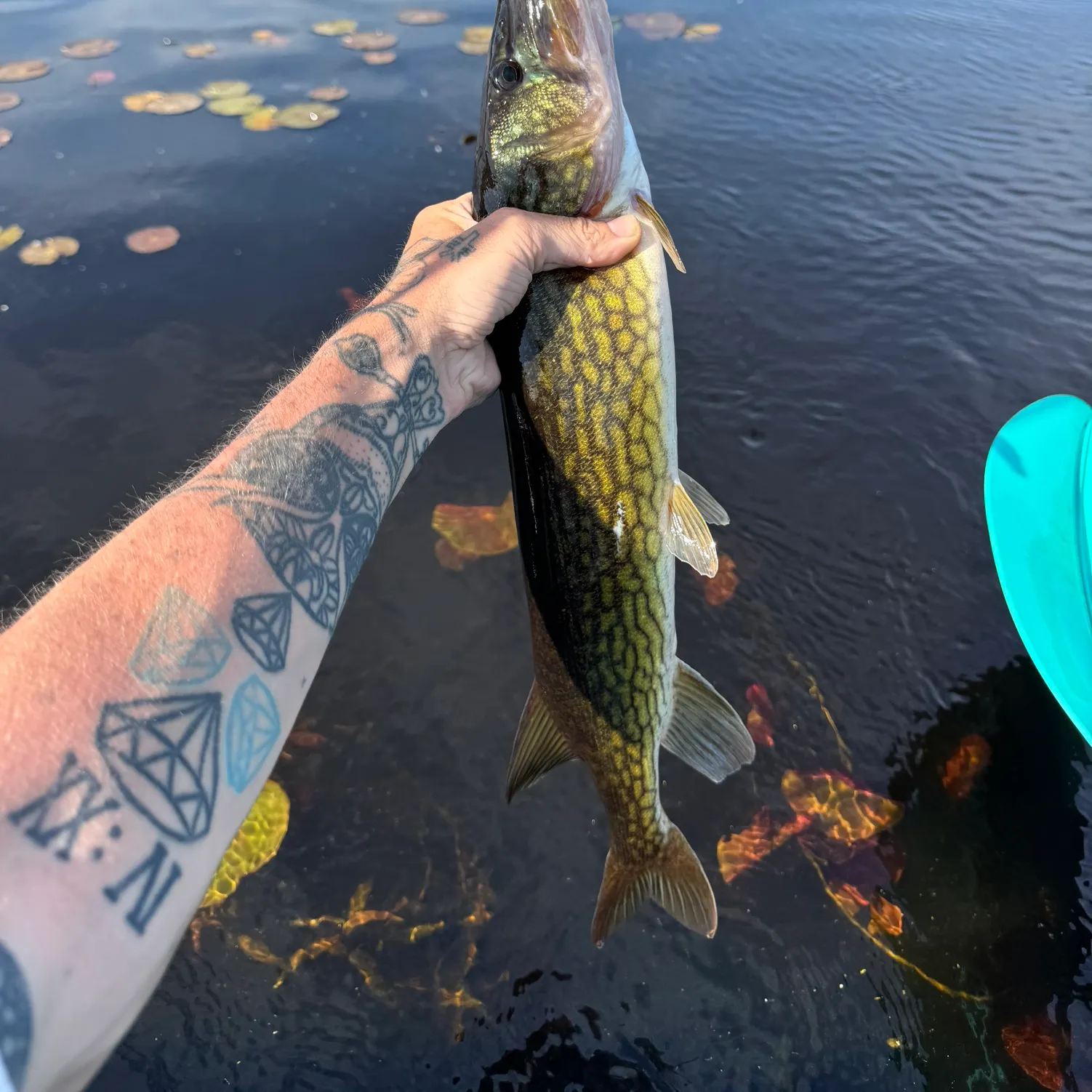recently logged catches