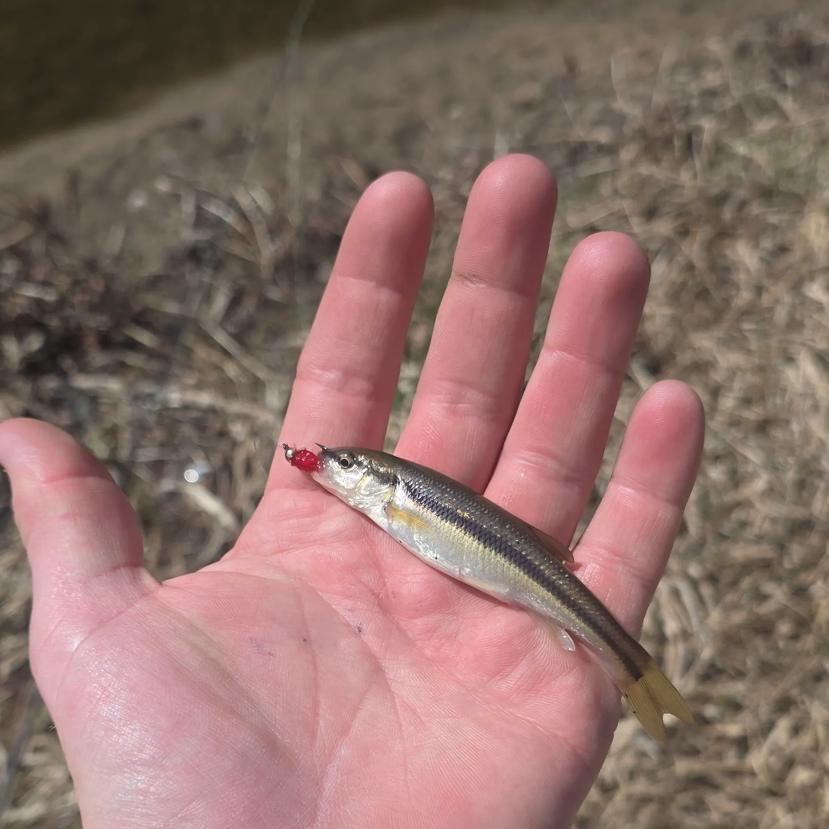 The most recent Creek chub catches on Fishbrain