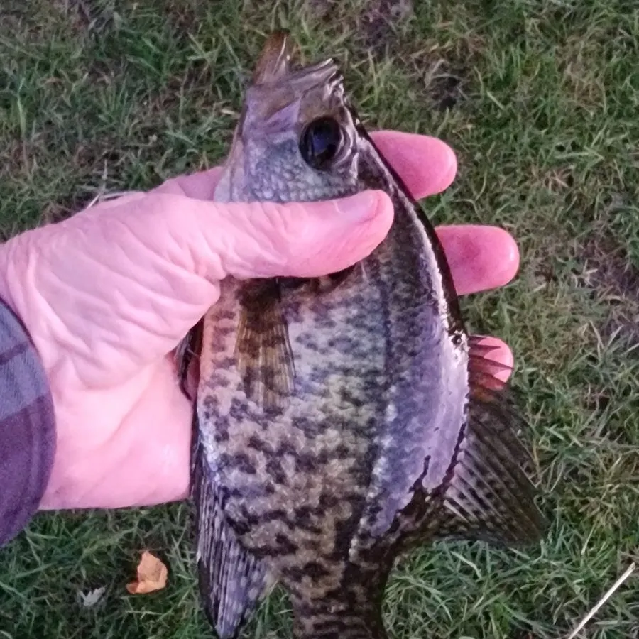 Black crappie caught on Fishbrain