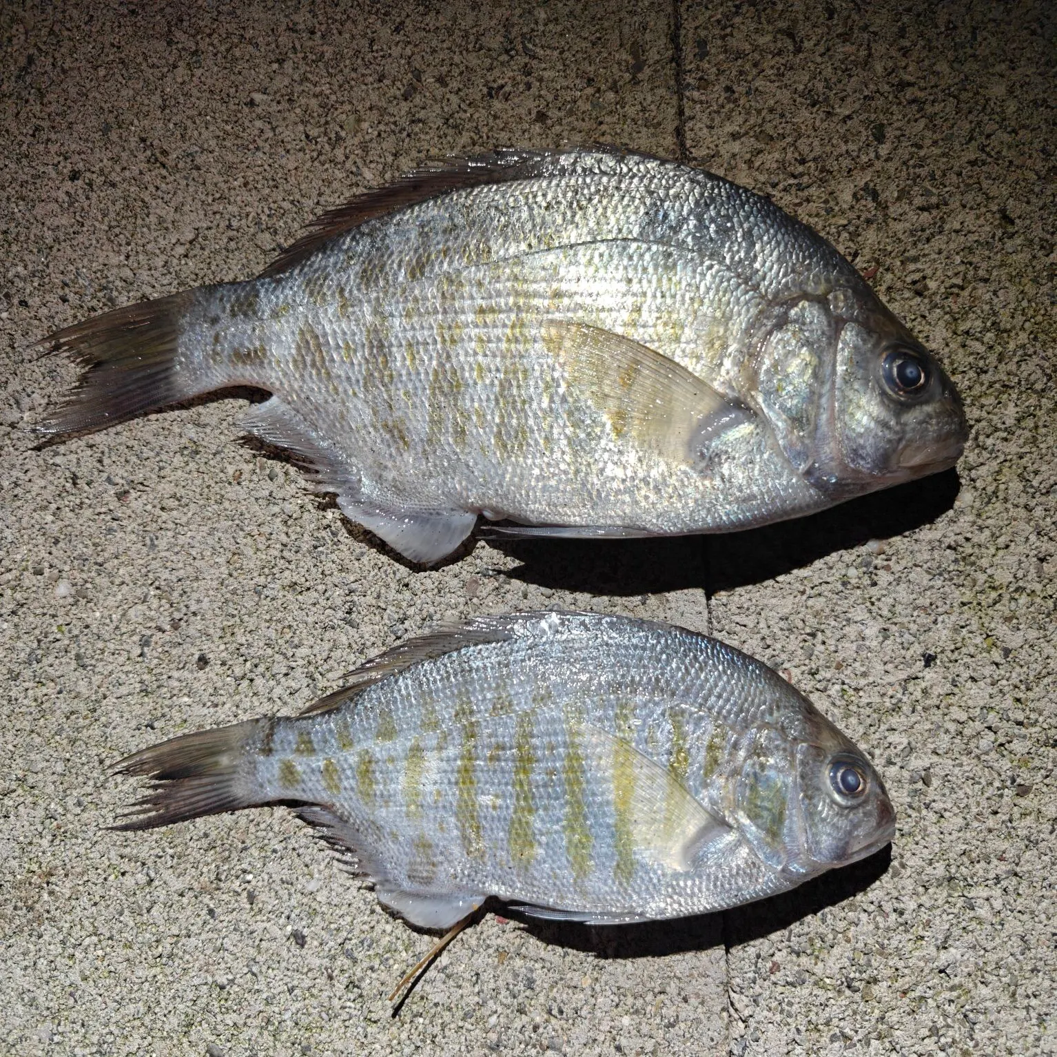 recently logged catches