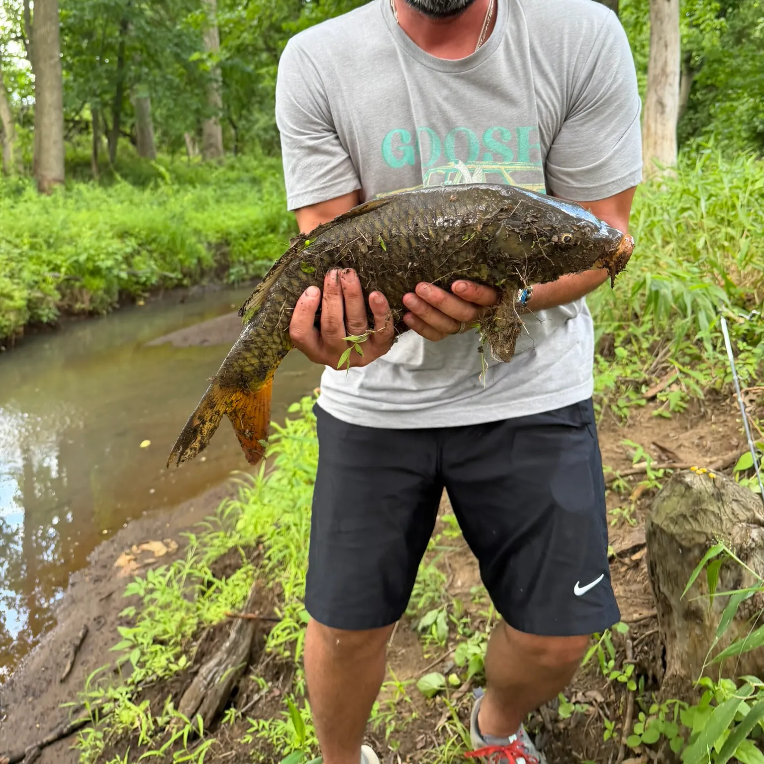 Common carp caught on Fishbrain