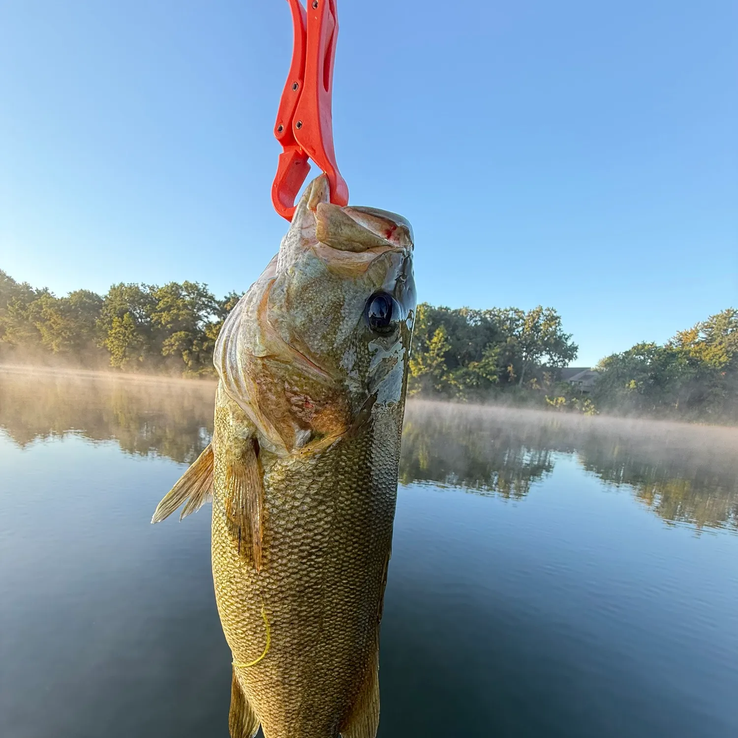 Smallmouth bass caught on Fishbrain