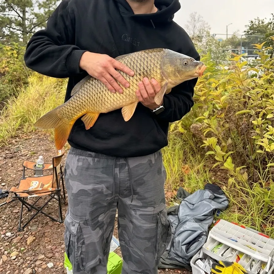 Common carp caught on Fishbrain