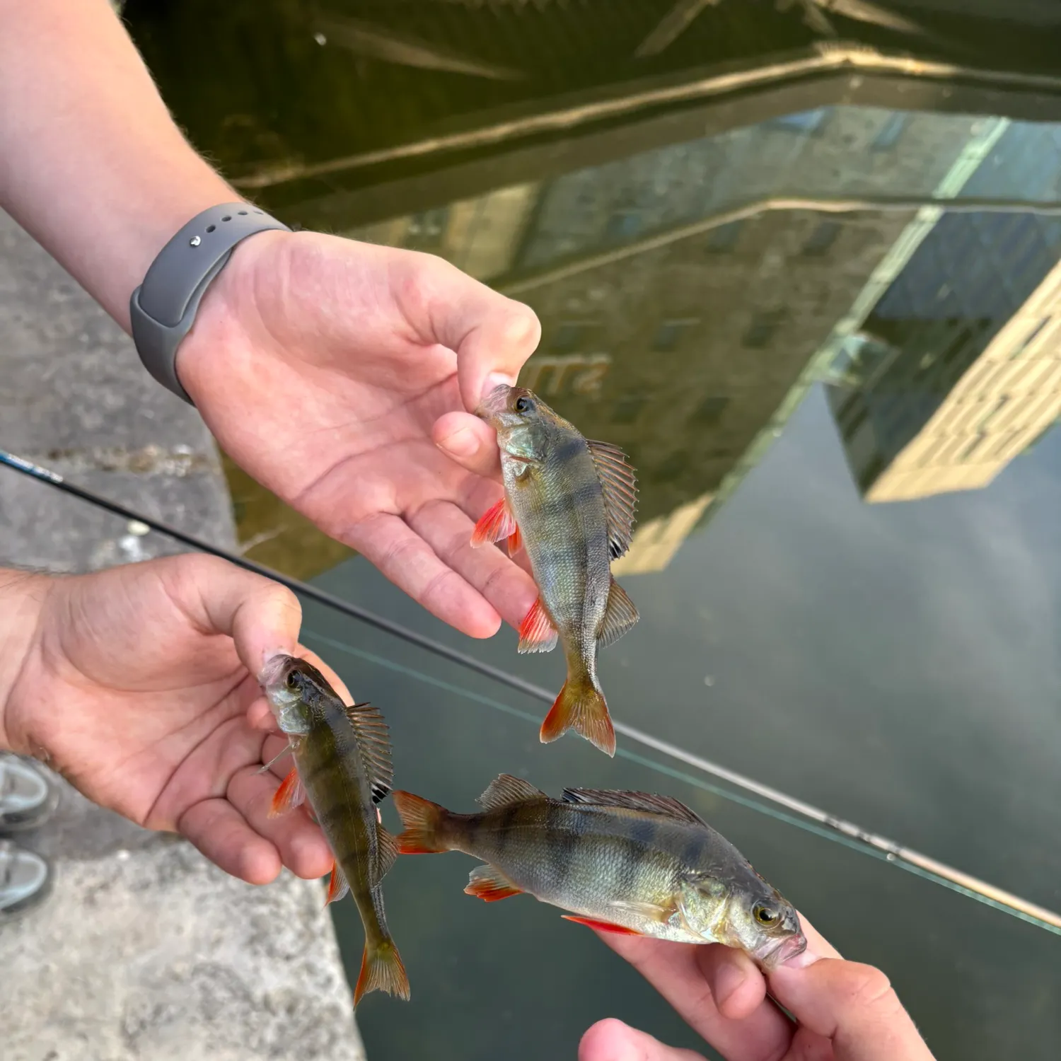 recently logged catches