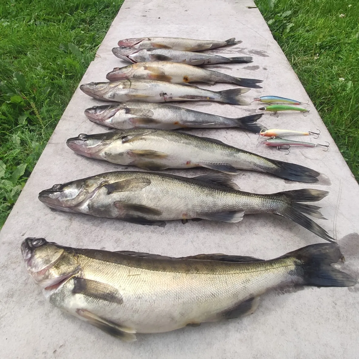 recently logged catches
