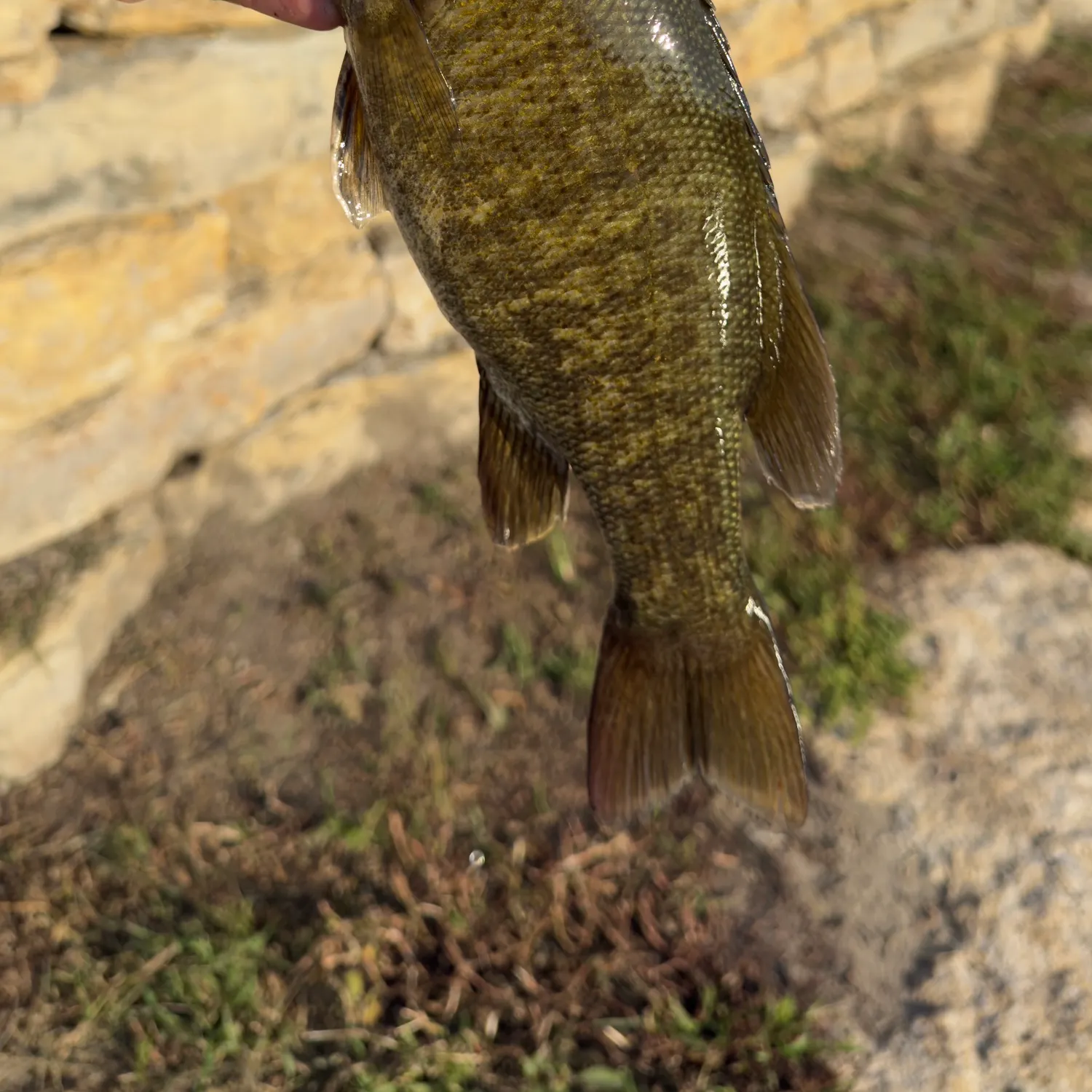 Smallmouth bass caught on Fishbrain
