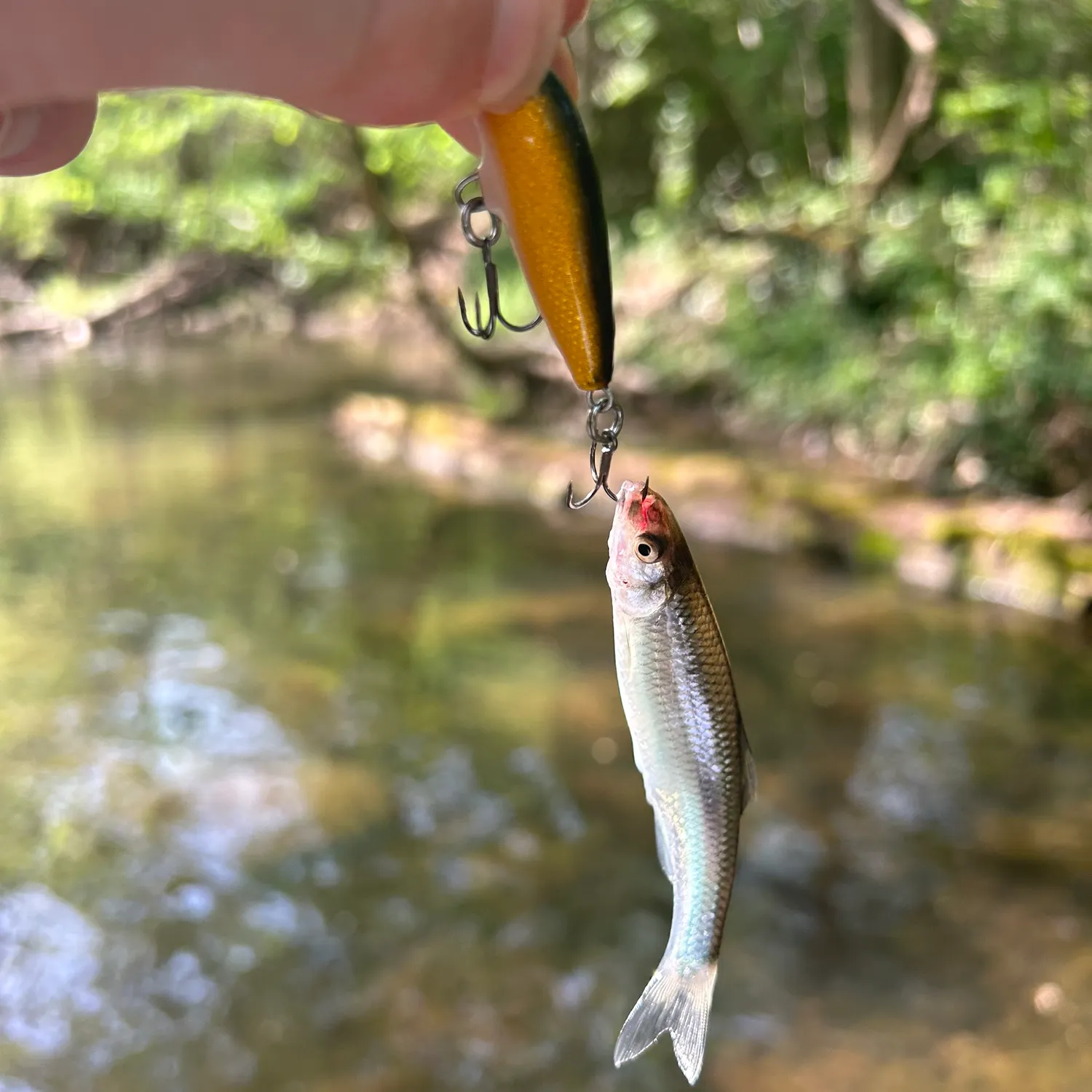 The most recent Whitetail shiner catches on Fishbrain