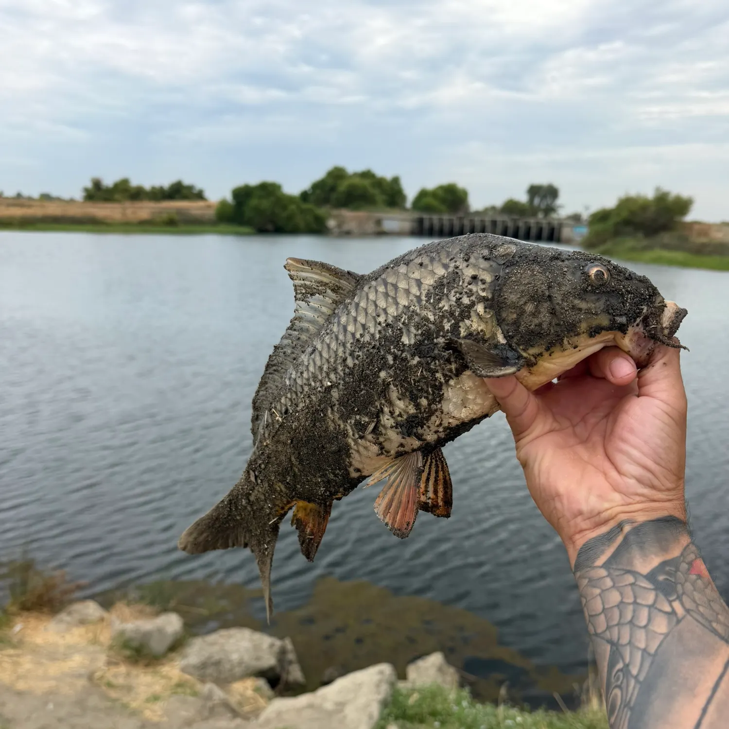 Common carp caught on Fishbrain