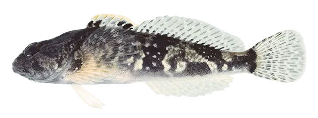 Blueridge sculpin