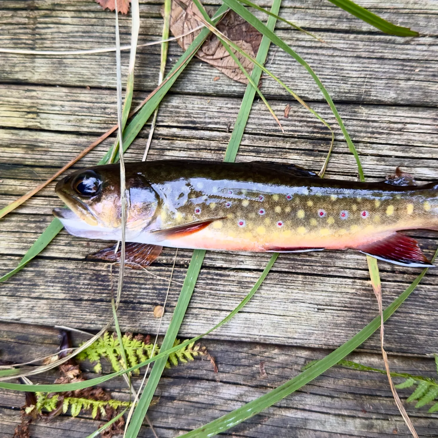 Brook trout caught on Fishbrain