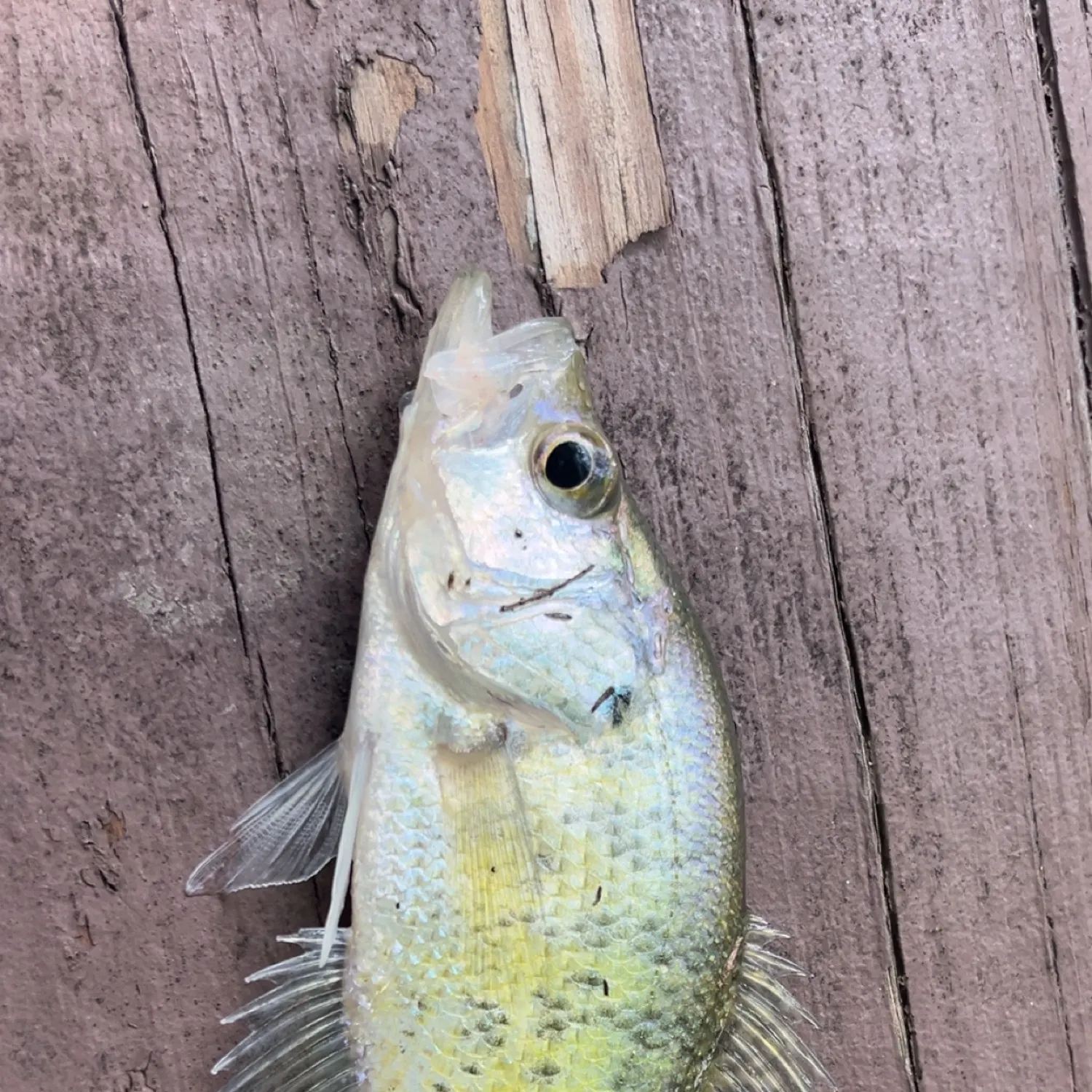 recently logged catches