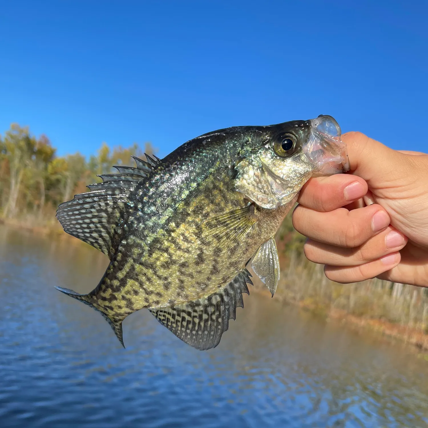 Black crappie caught on Fishbrain