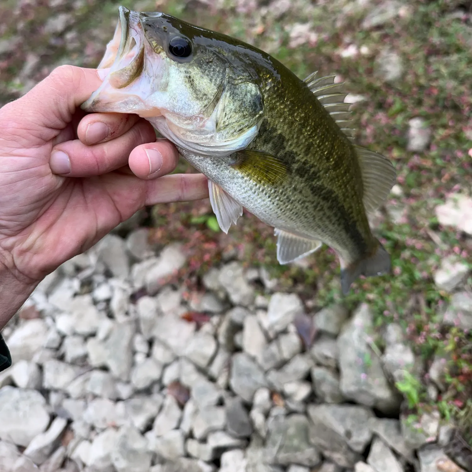 Largemouth bass caught on Fishbrain