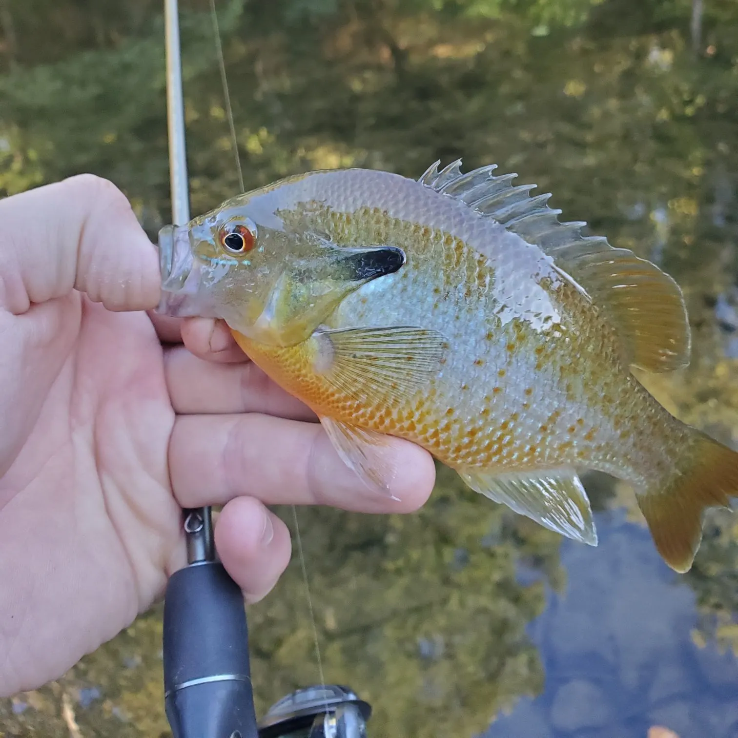 Redbreast sunfish caught on Fishbrain