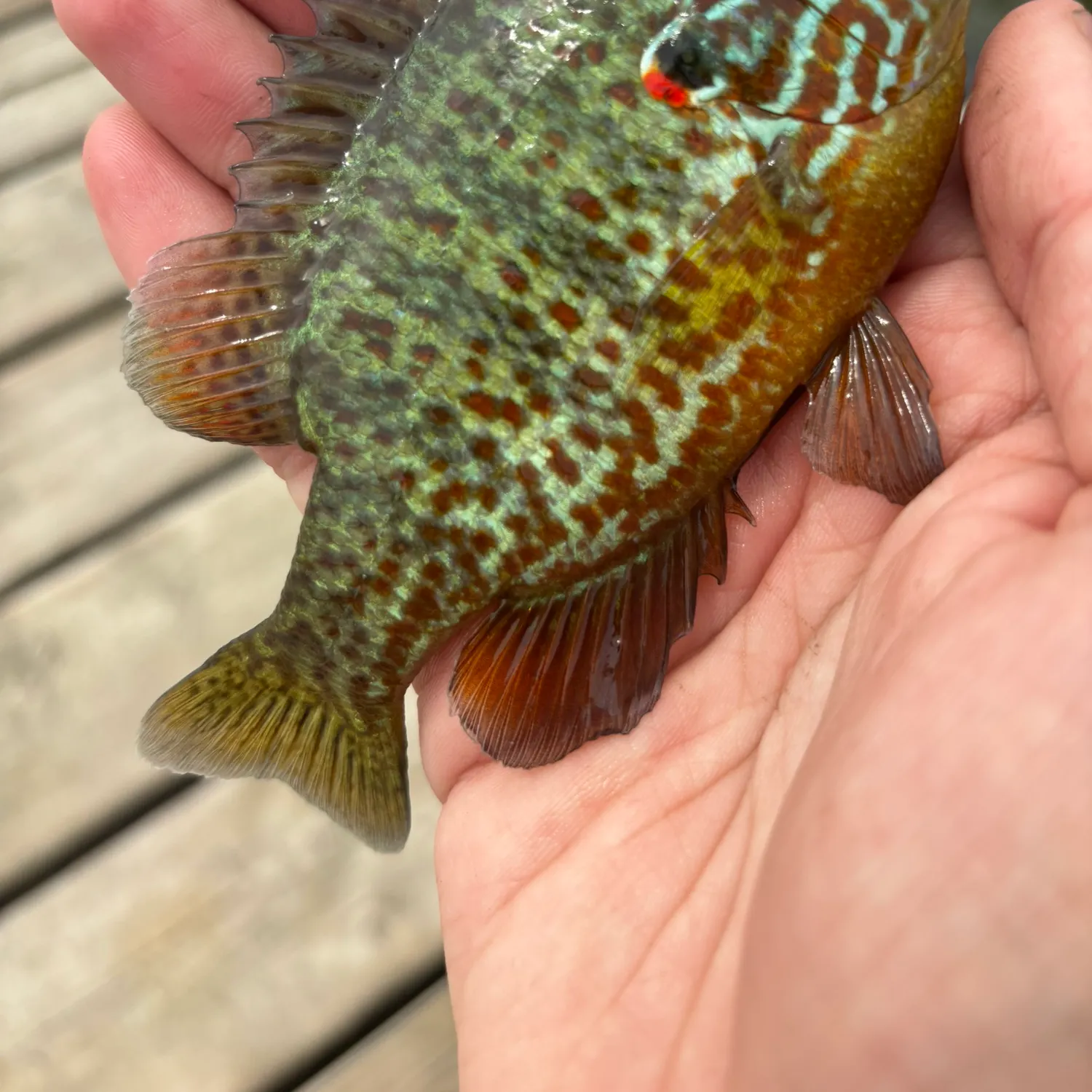 The most recent Pumpkinseed catches on Fishbrain