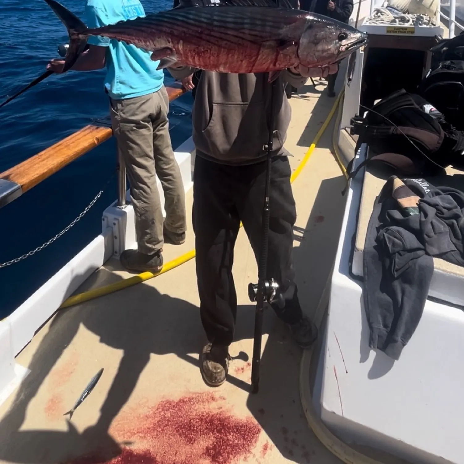 The most popular recent Eastern Pacific bonito catch on Fishbrain