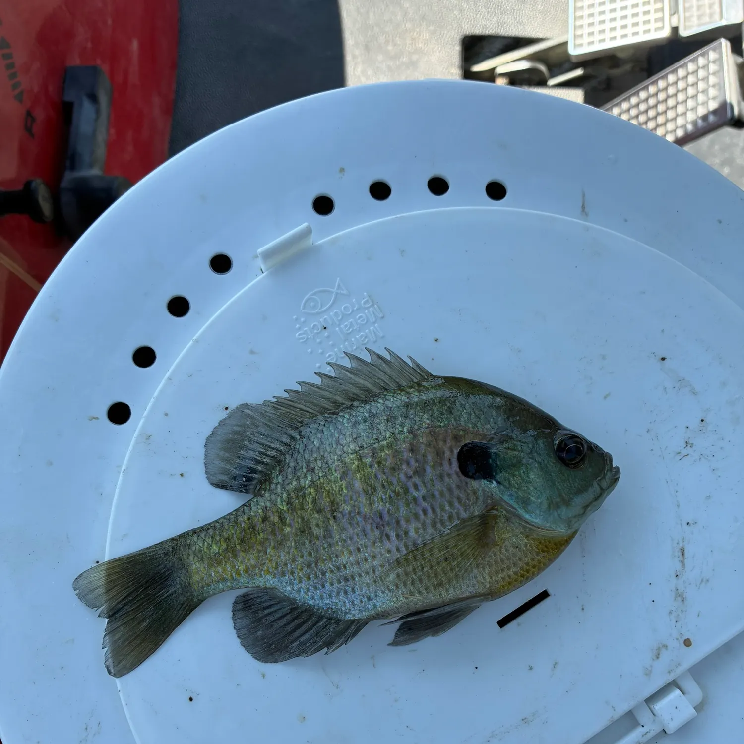 Bluegill caught on Fishbrain