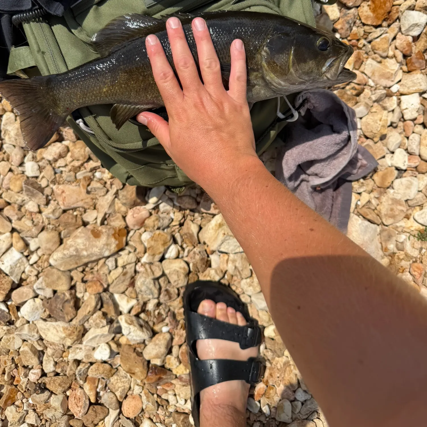 Smallmouth bass caught on Fishbrain