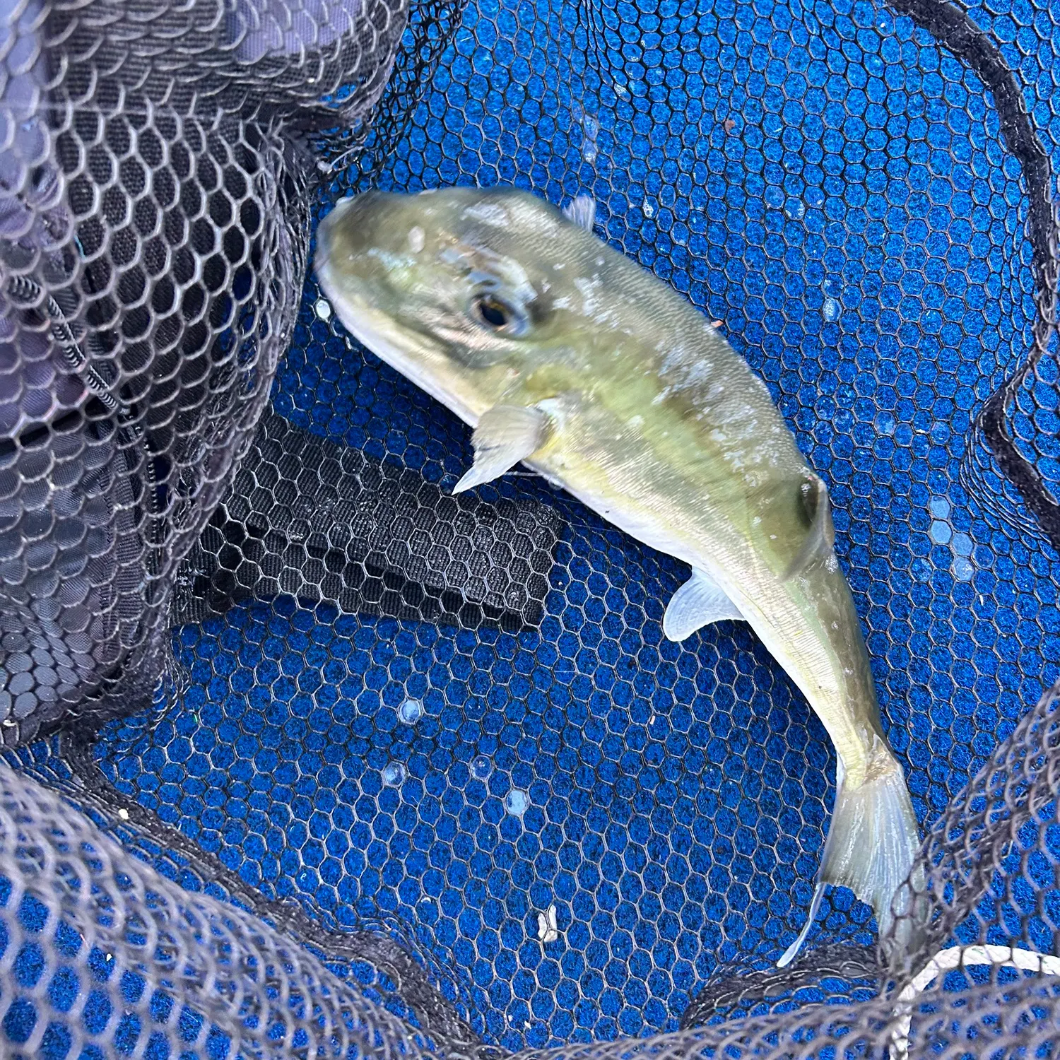 The most recent Smooth puffer catches on Fishbrain