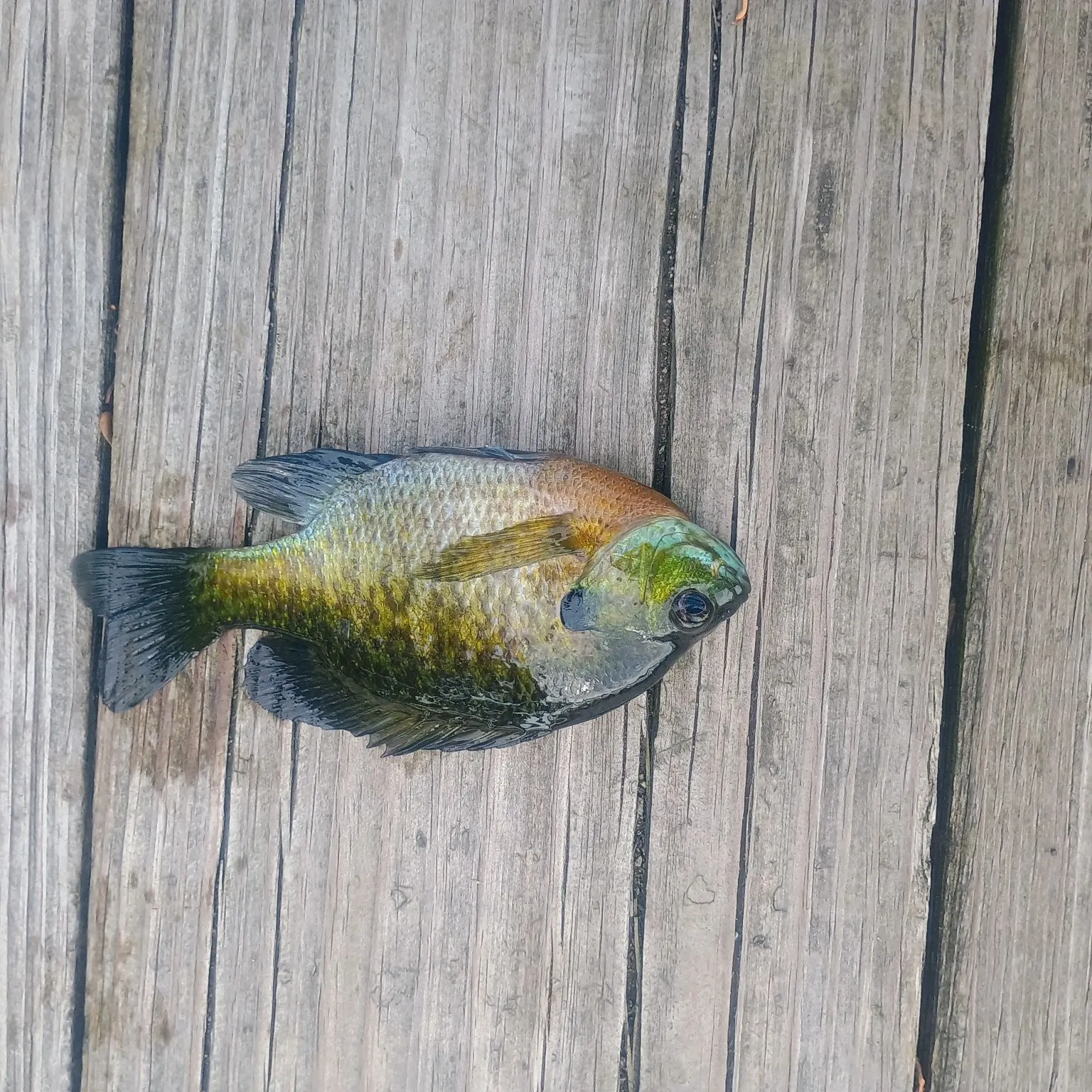Bluegill caught on Fishbrain