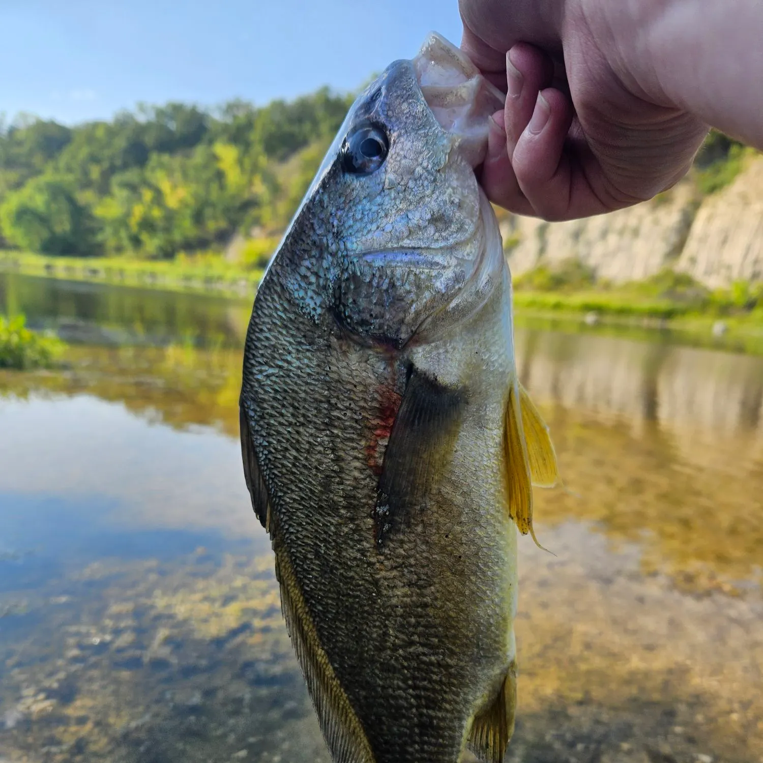Freshwater drum caught on Fishbrain