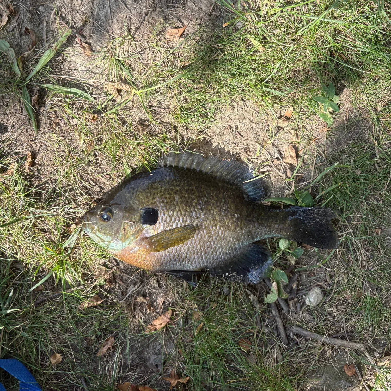 Bluegill caught on Fishbrain