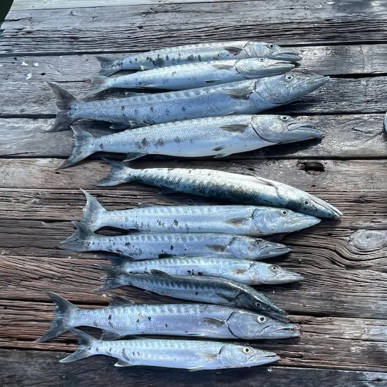 The most recent Great barracuda catches on Fishbrain