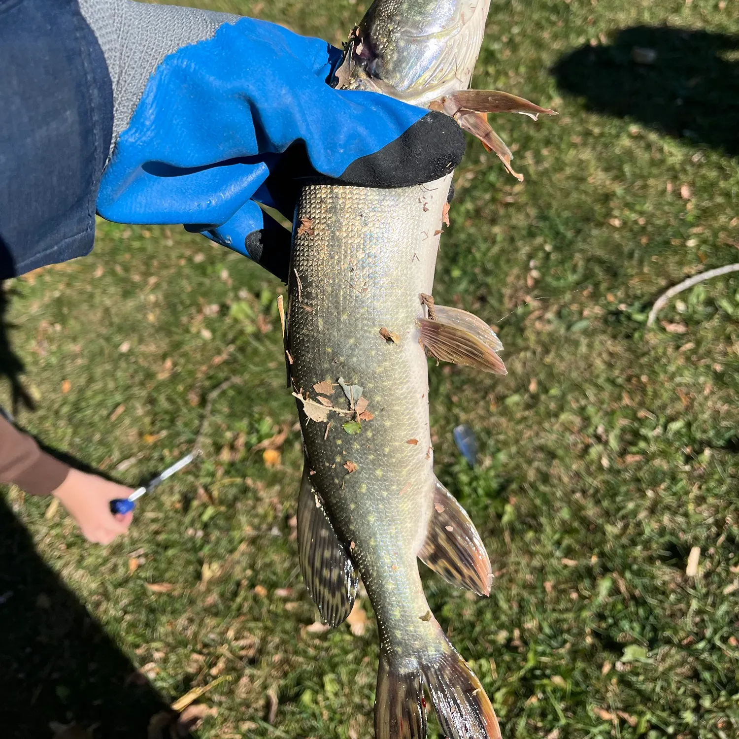 Northern pike caught on Fishbrain