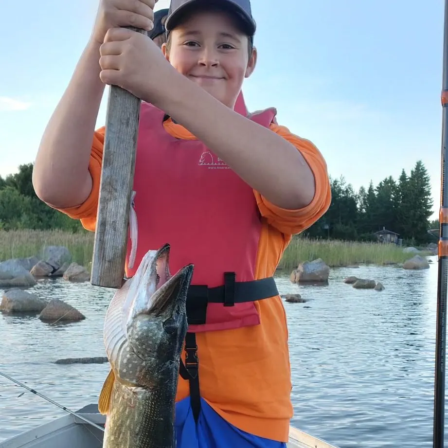 Northern pike caught on Fishbrain