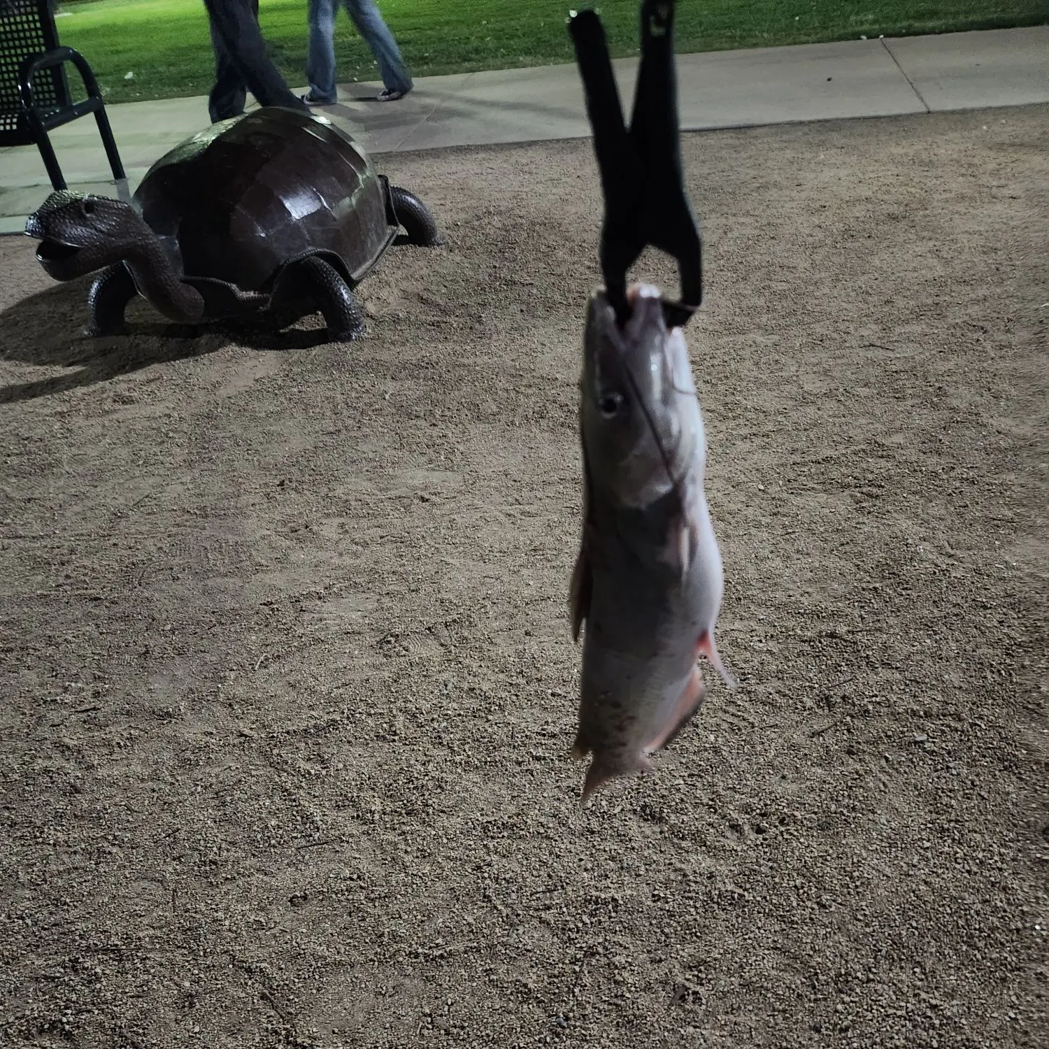 Channel catfish caught on Fishbrain