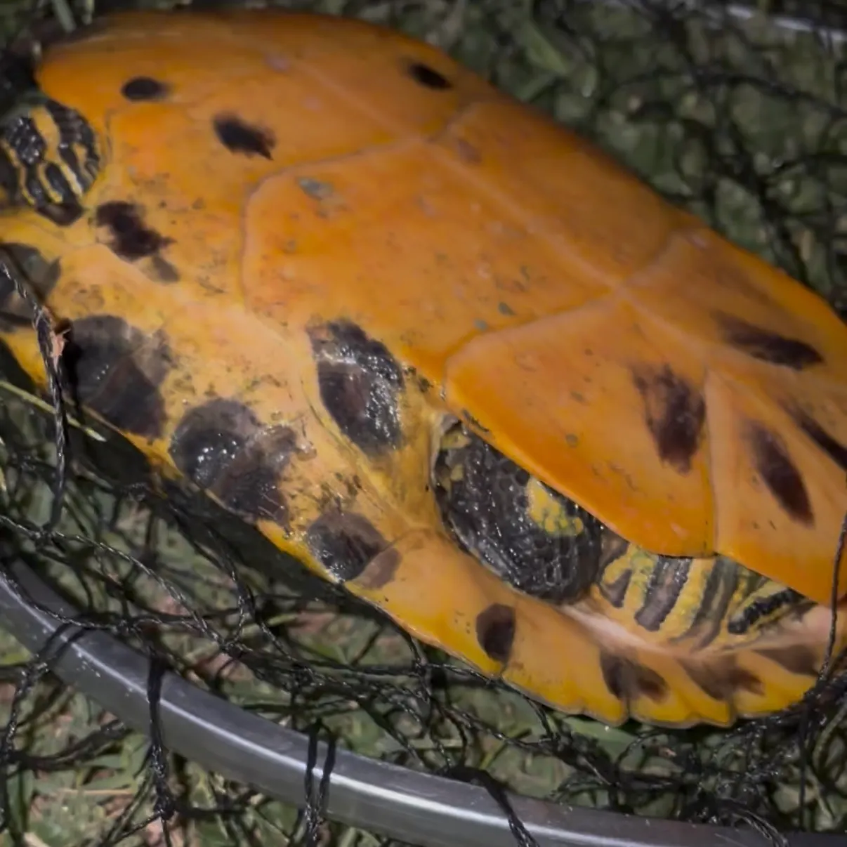 The most recent Texas cooter turtle catches on Fishbrain