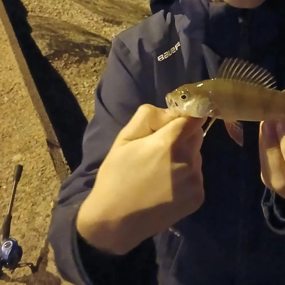 European perch caught on Fishbrain