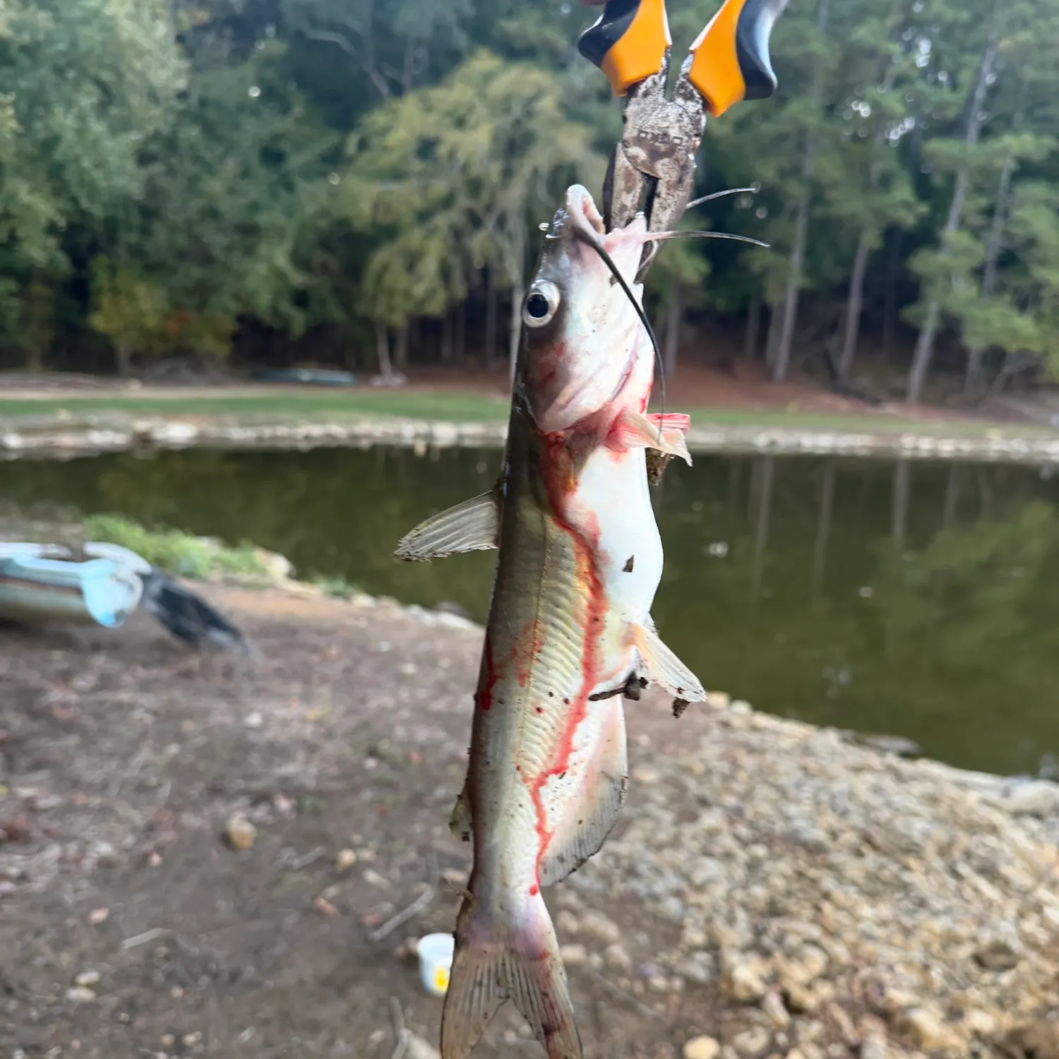 Channel catfish caught on Fishbrain