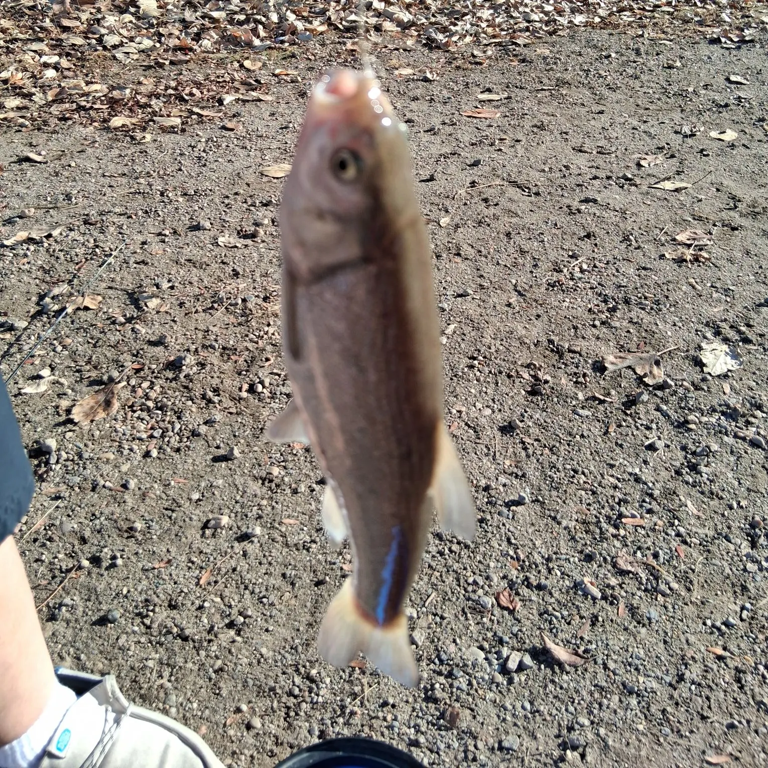 The most recent Utah chub catches on Fishbrain