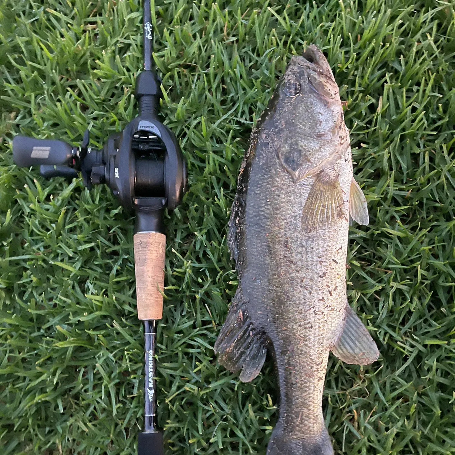 Largemouth bass caught on Fishbrain