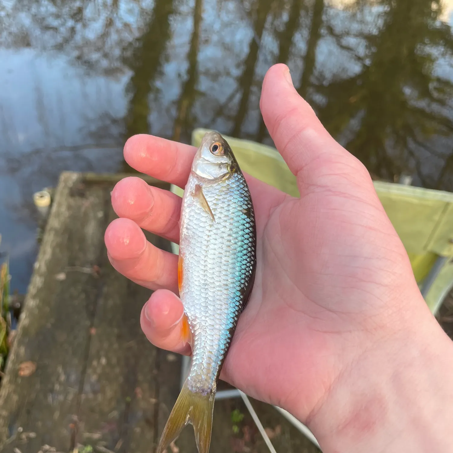 The most recent Common roach catches on Fishbrain