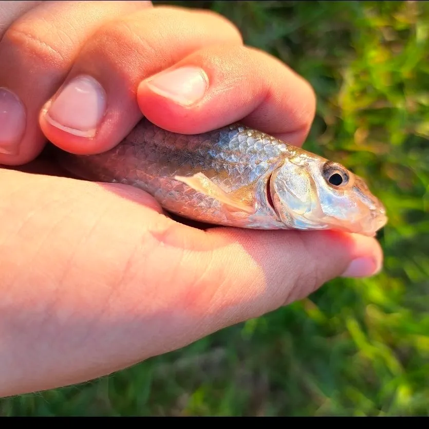 The most recent Gudgeon catches on Fishbrain