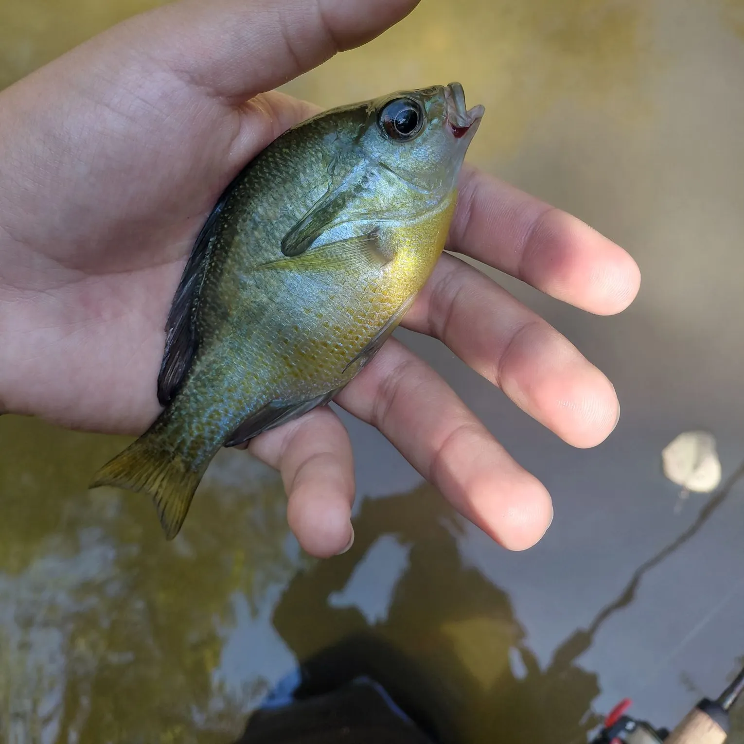 Redbreast sunfish caught on Fishbrain