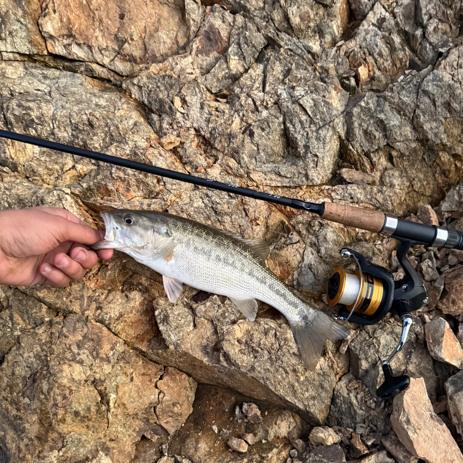 The most recent Spotted bass catches on Fishbrain