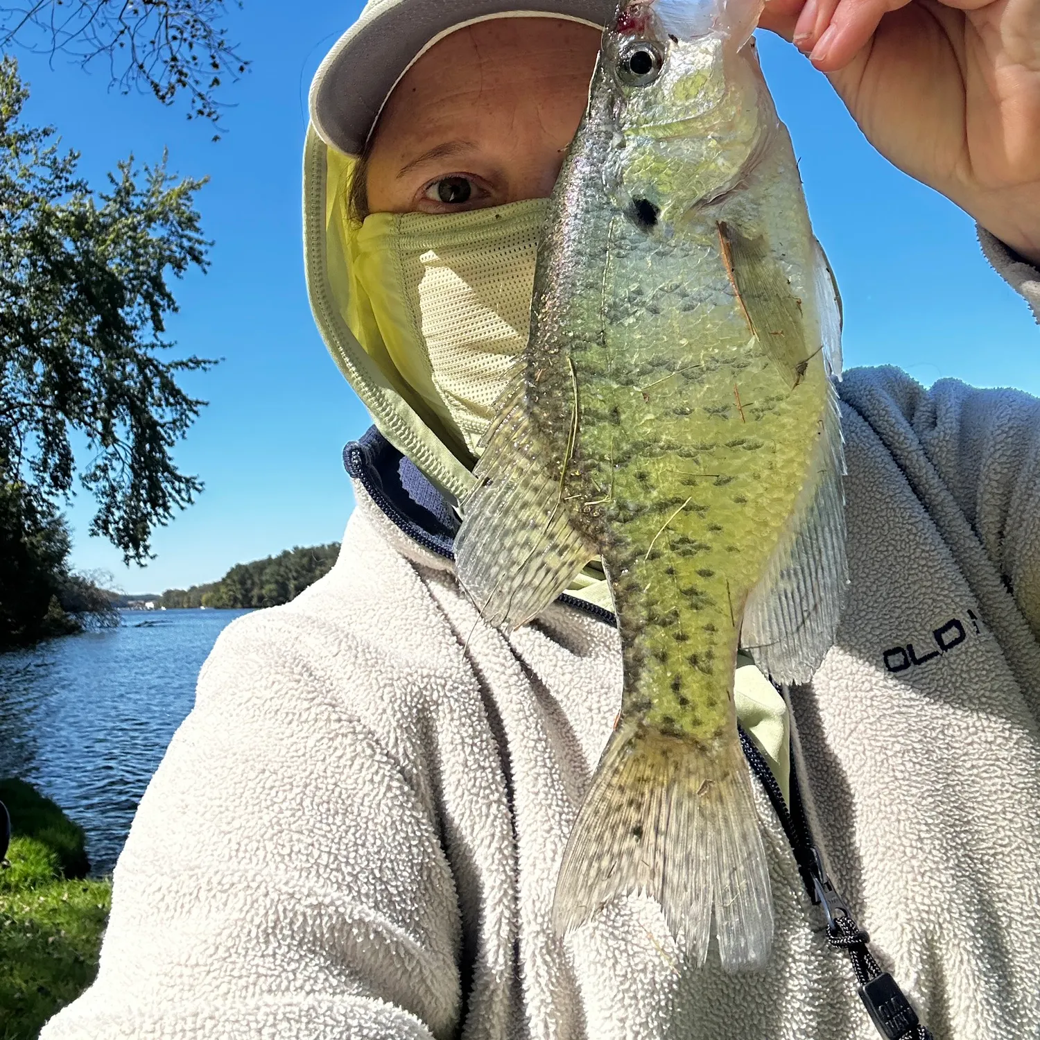 White crappie caught on Fishbrain