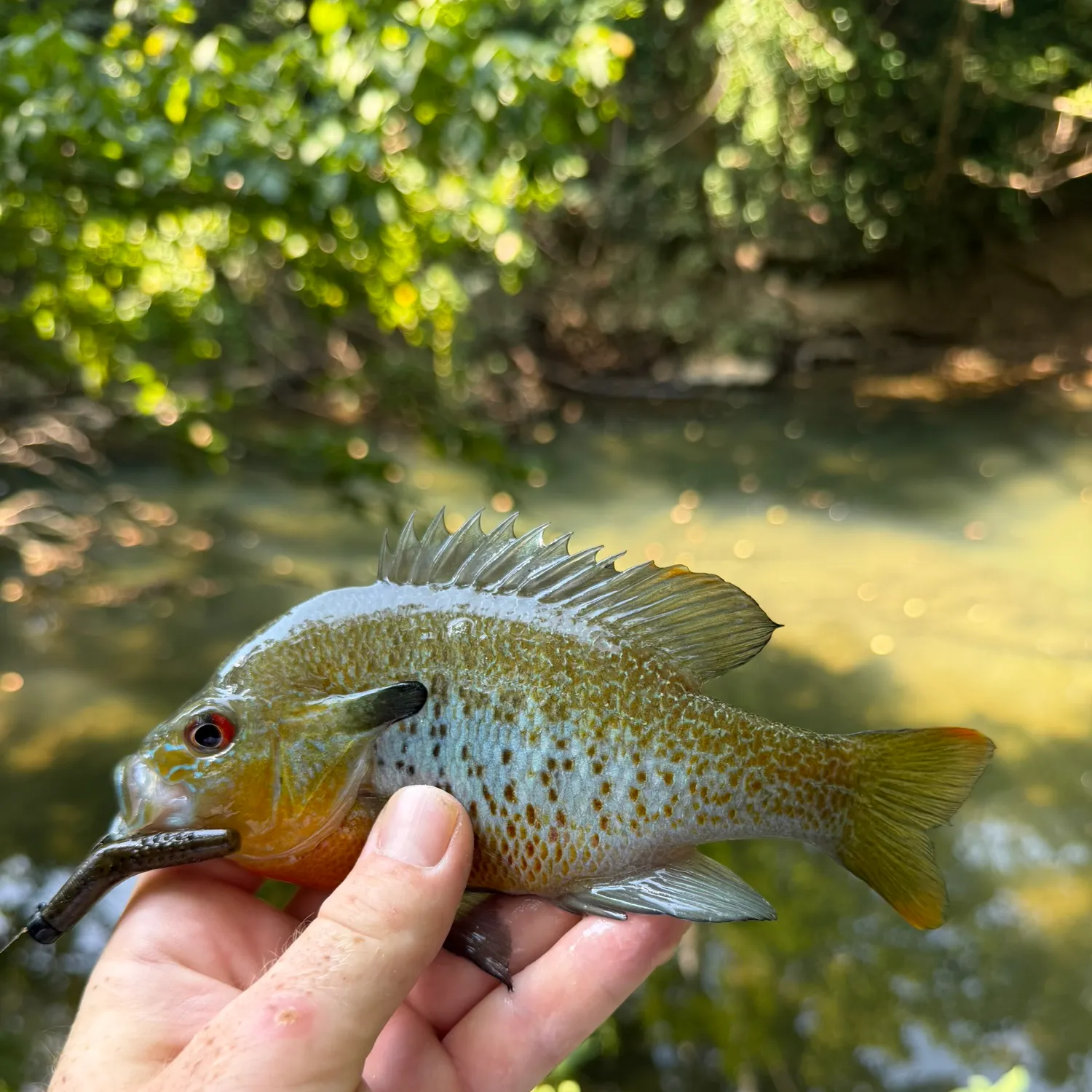 Redbreast sunfish caught on Fishbrain
