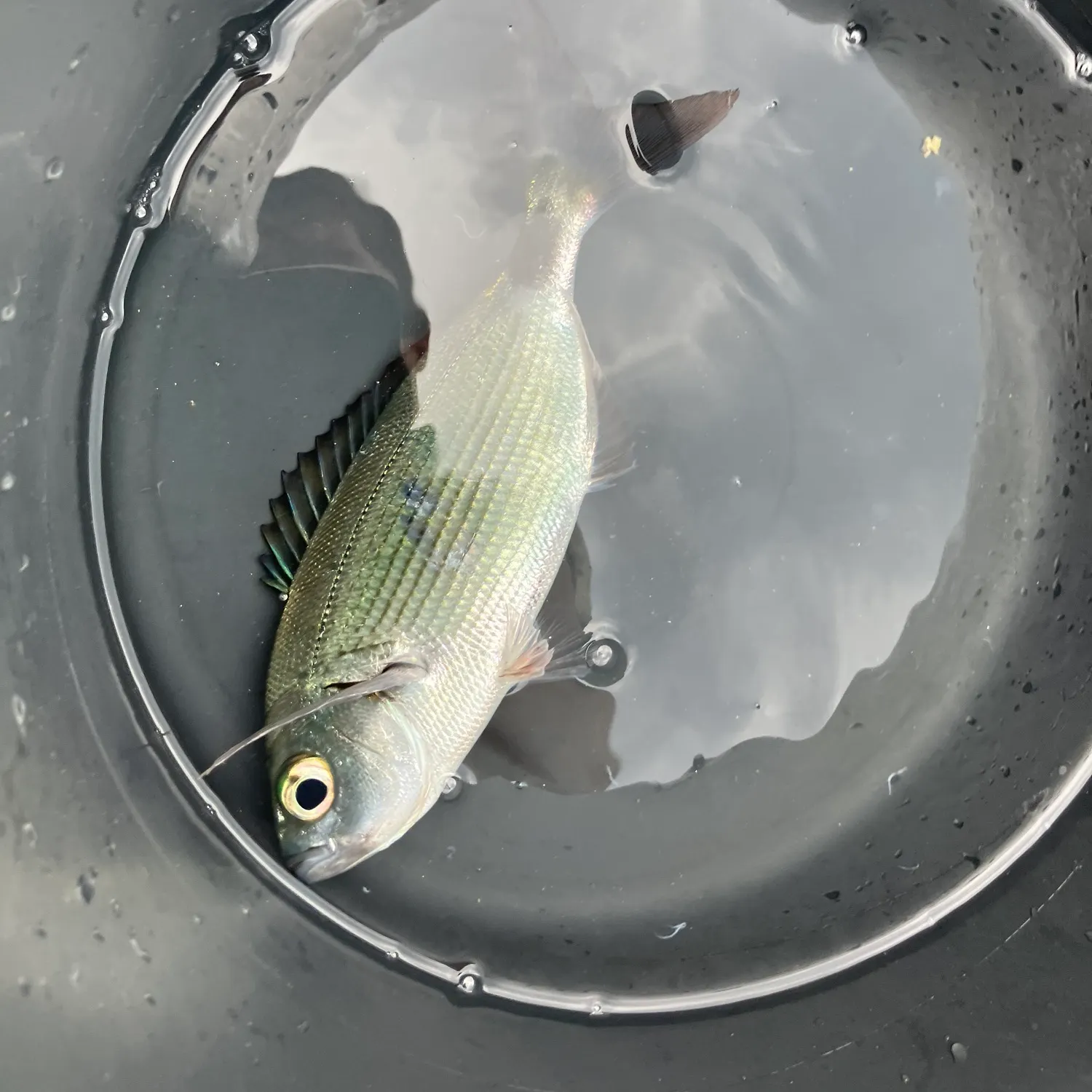 European grayling caught on Fishbrain