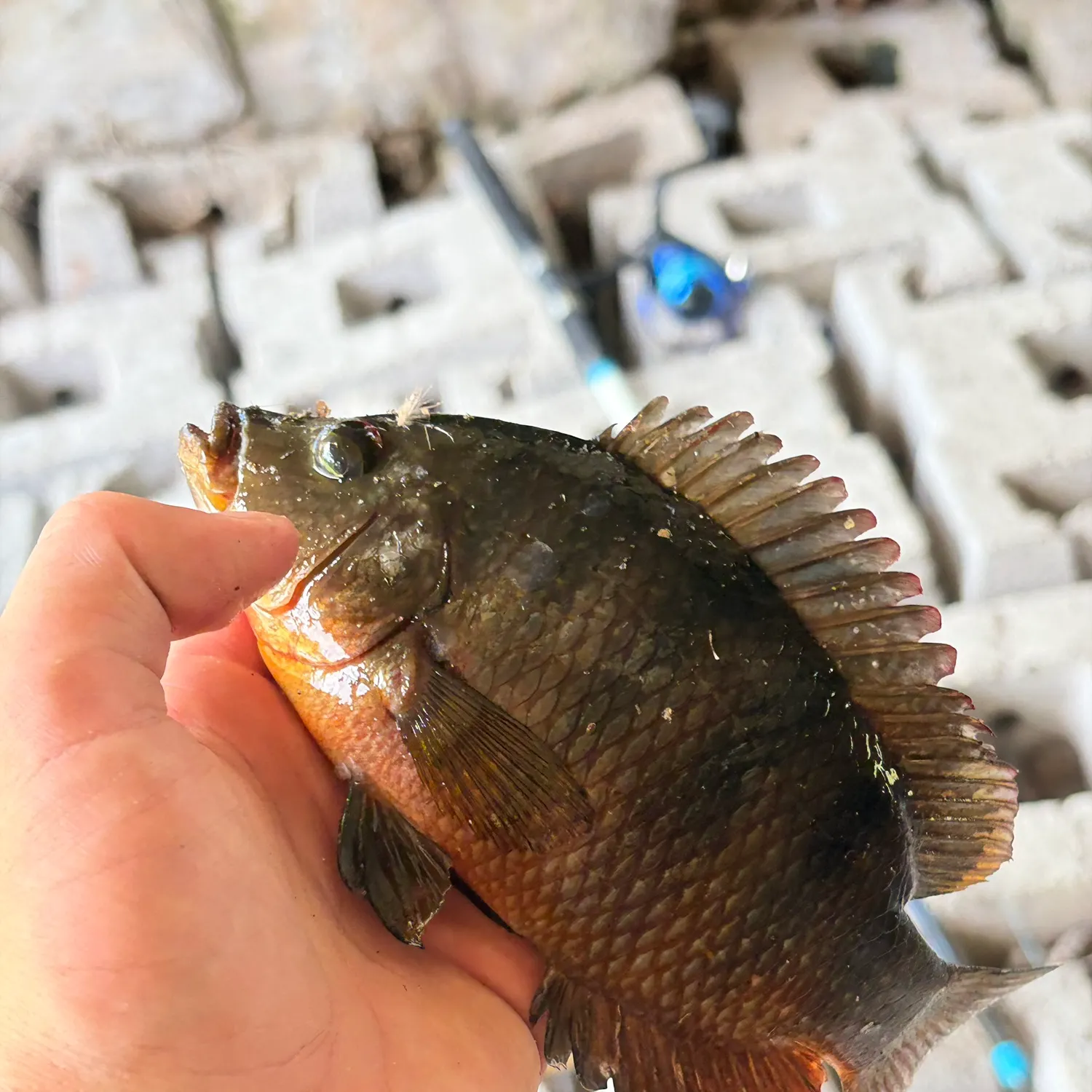 Spotted tilapia caught on Fishbrain